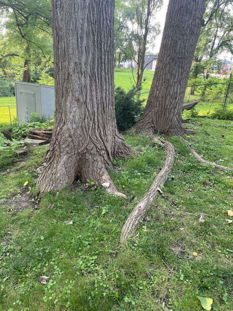 Removing Mature Shade Trees