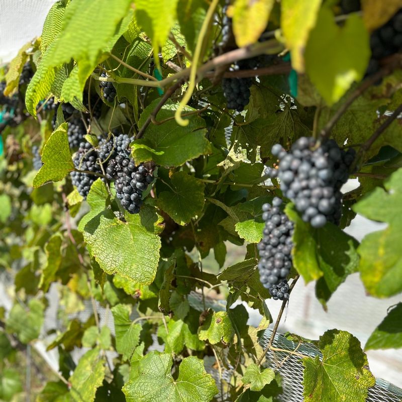 Grape Goodness