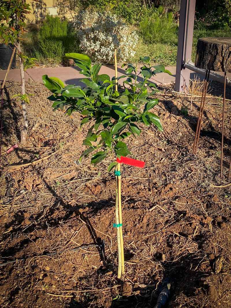 Citrus Trees That Can't Handle Winter