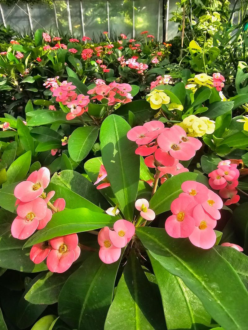 Crown of Thorns (Euphorbia milii)