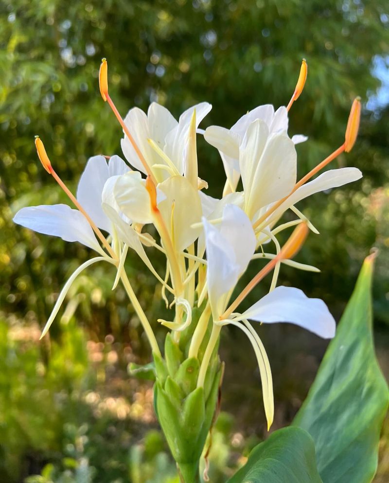 Ginger Lilies: Fragrant Showstoppers