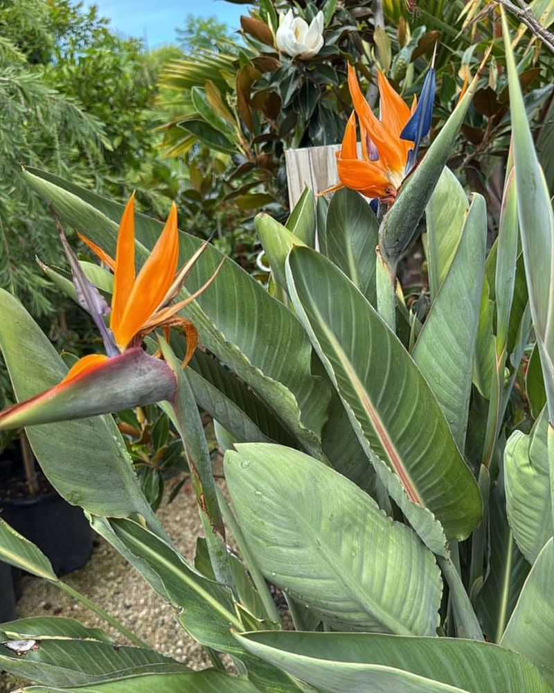 Bird of Paradise