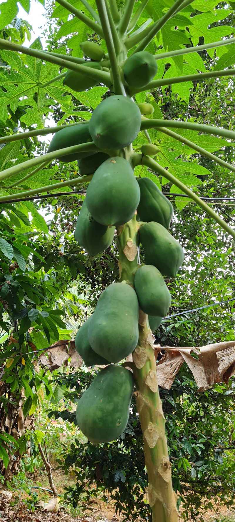 Pawpaw