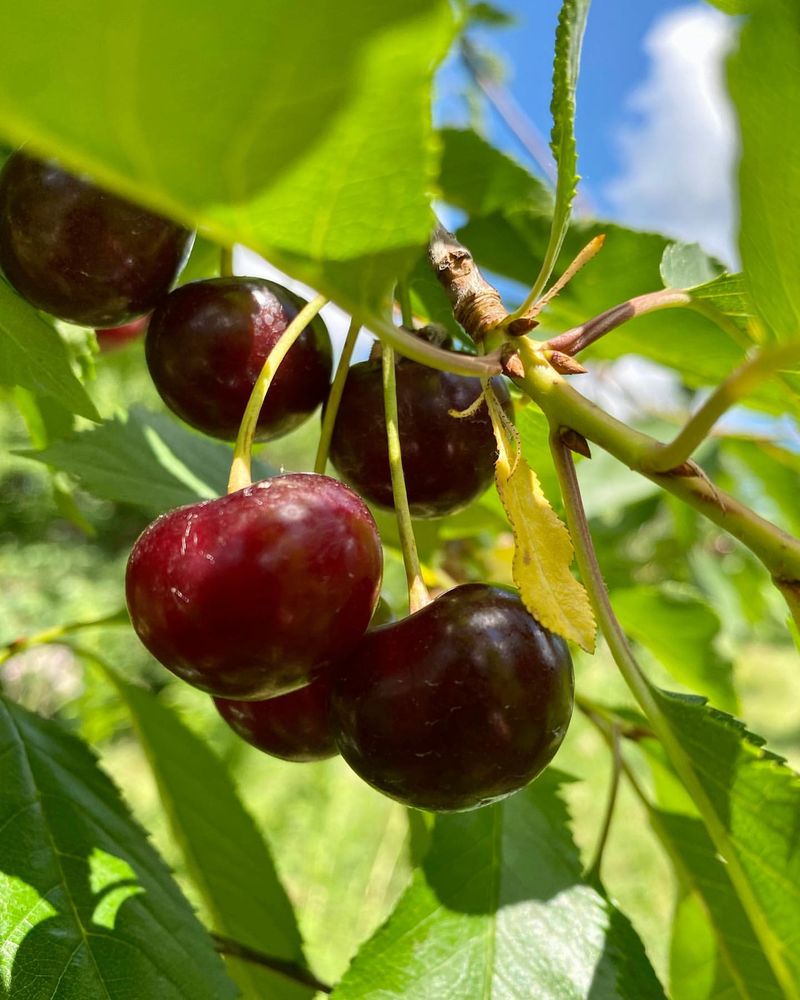 Cherries: Red Springtime Delights