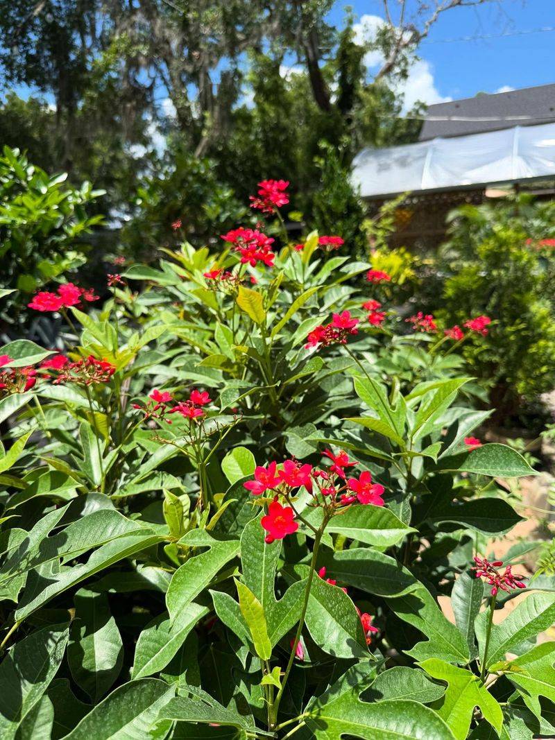 Jatropha