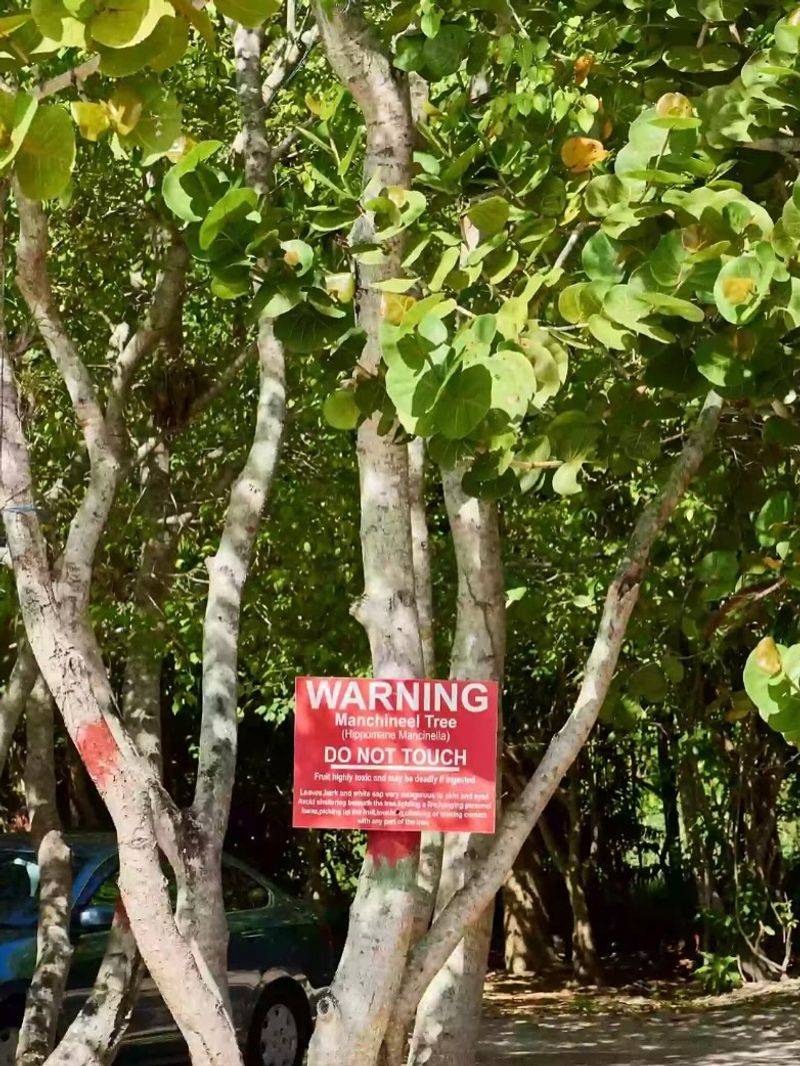 Manchineel