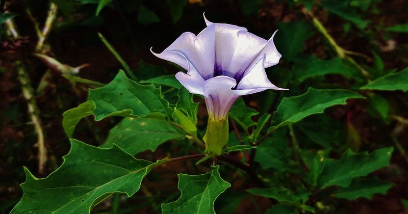 Jimsonweed: A Hallucinogenic Hazard