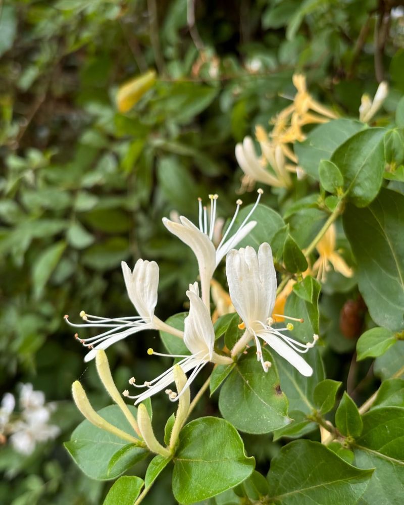 Japanese Honeysuckle: Fragrant But Ferocious
