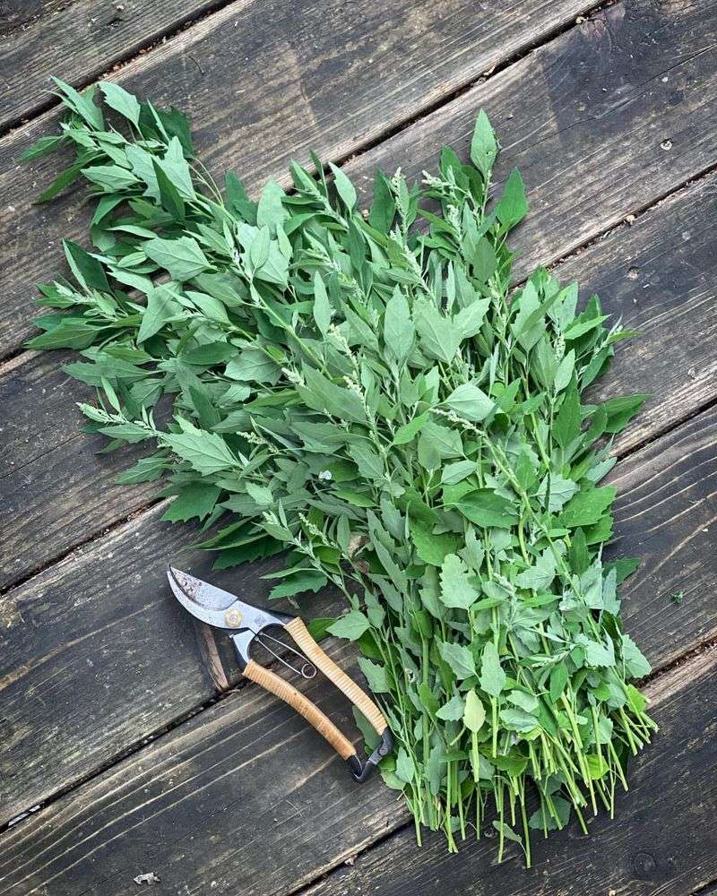 Lambsquarters