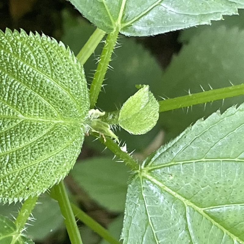 Stinging Nettle