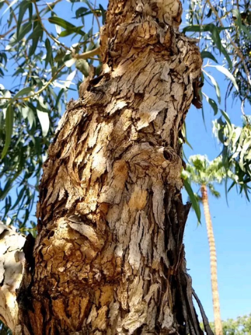 Mesquite's Surprising Toxicity