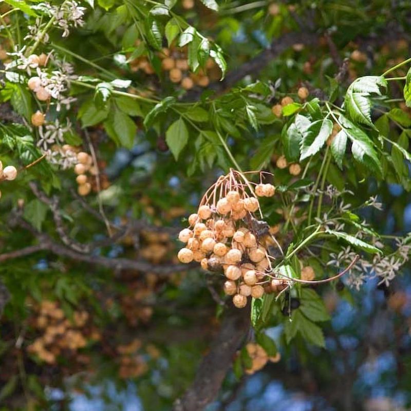 Sneaky Chinaberry Tree