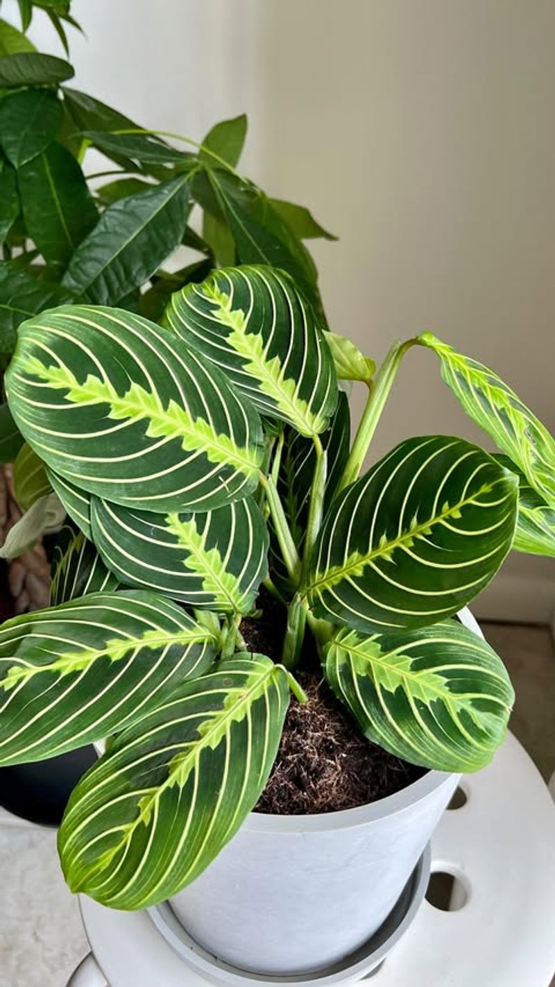 Prayer Plant