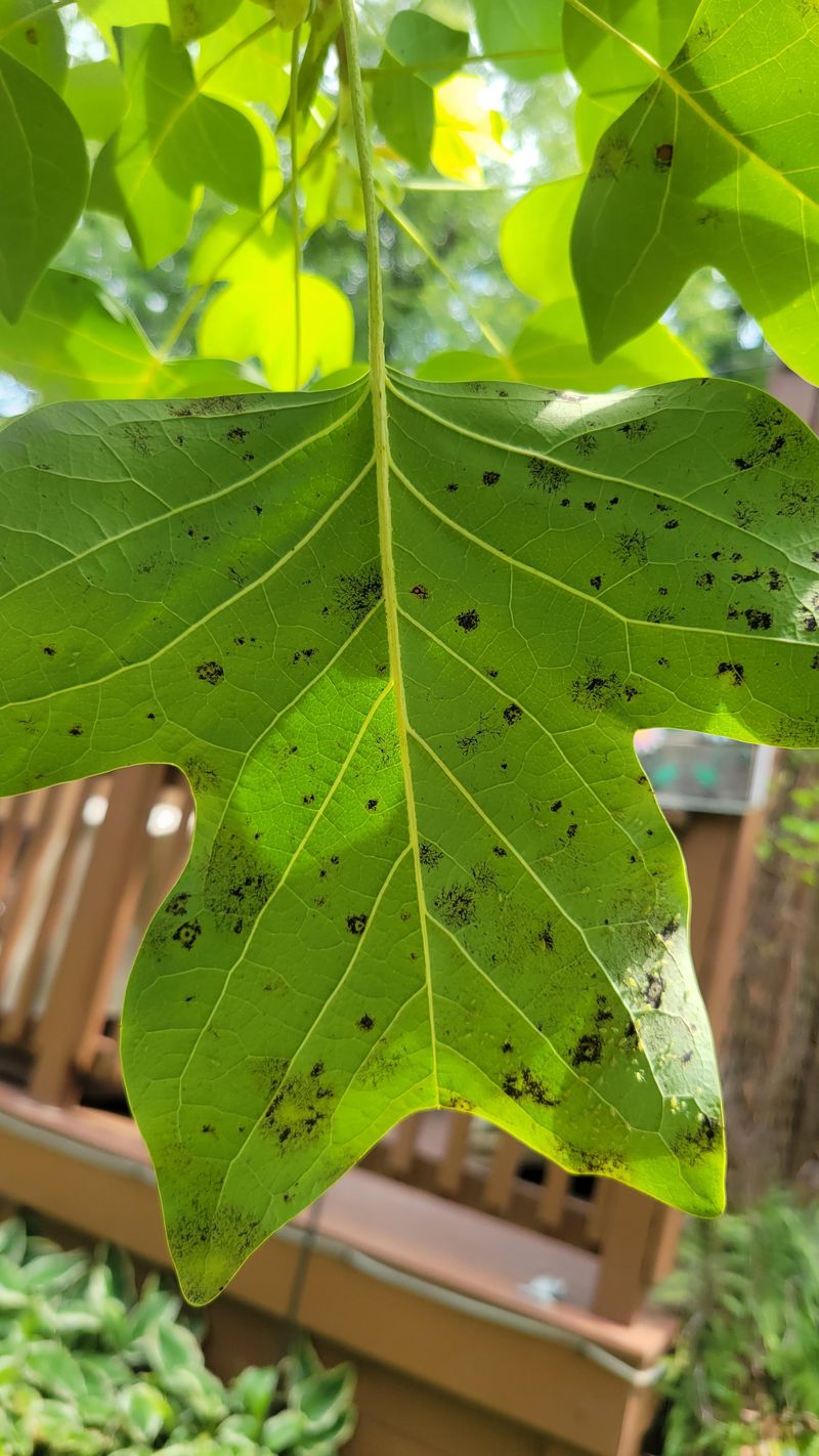 Natural Pest Management Hub