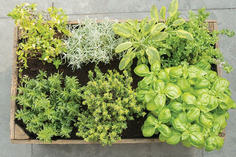 Herbs That Overwinter