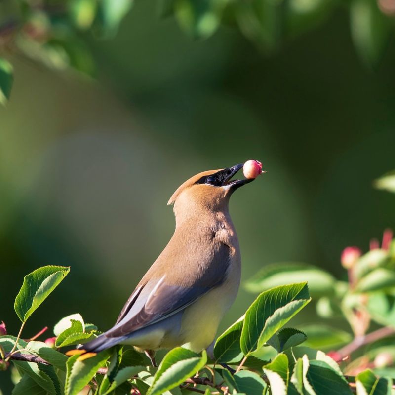 Berry Buffet For Wildlife