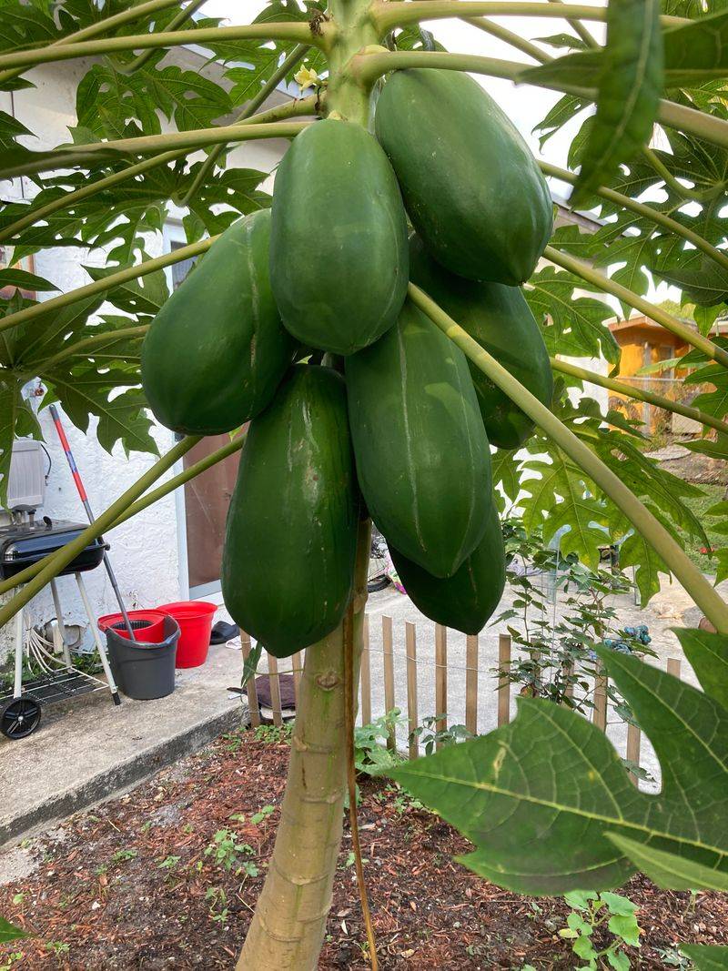 Papaya