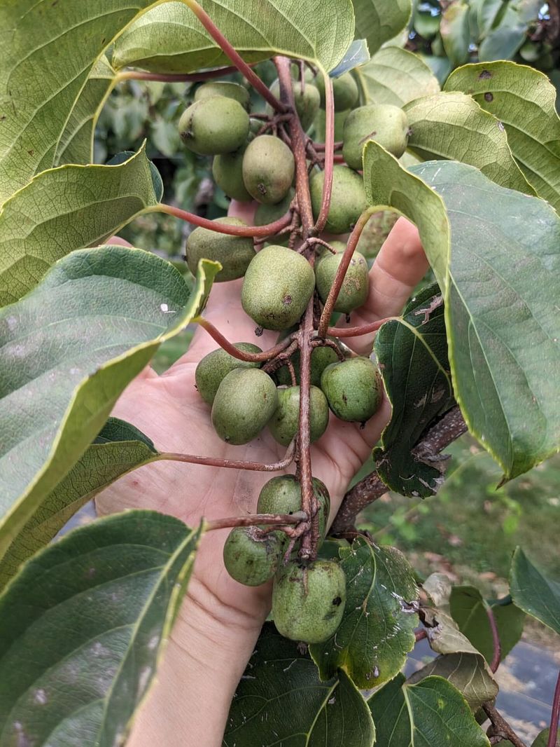 Kiwi (Fuzzy Varieties)