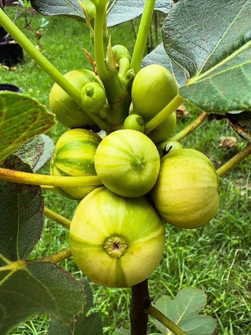 Fig Cuttings
