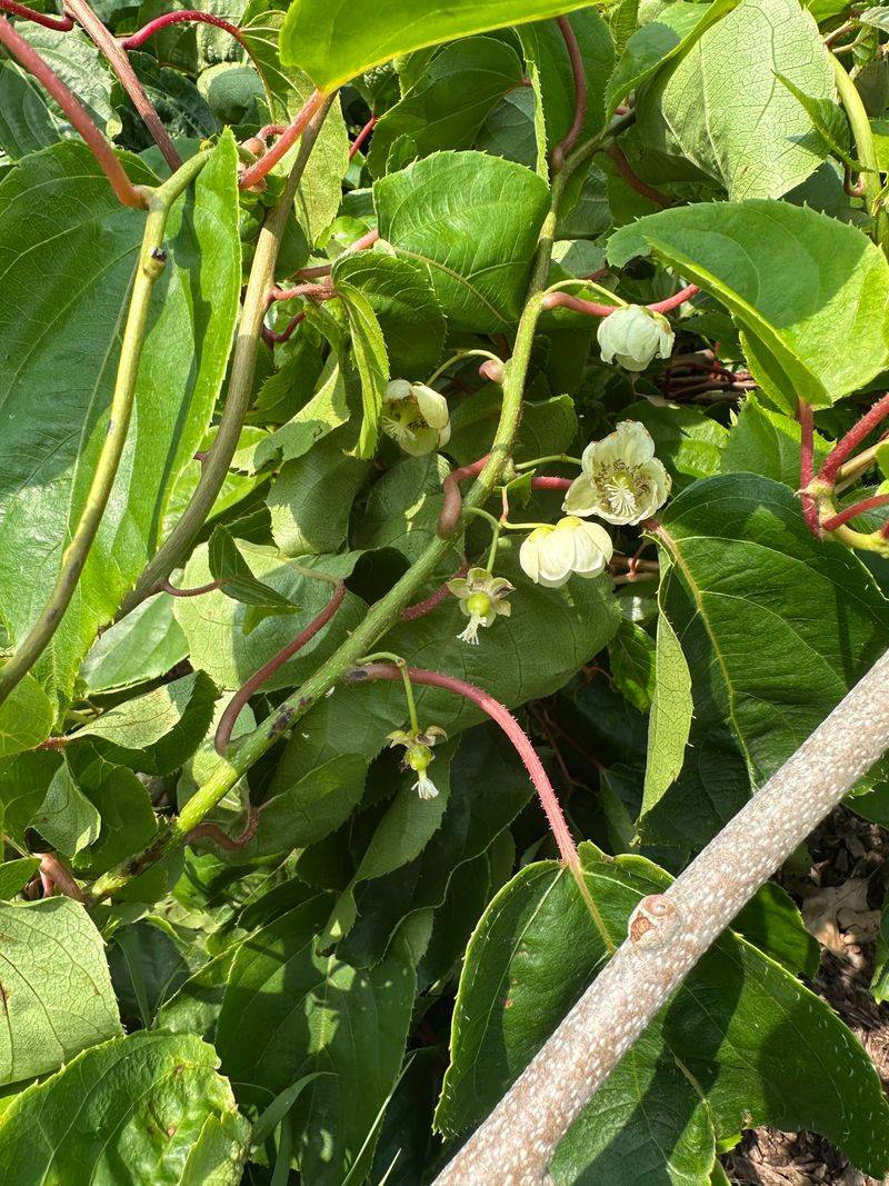 Kiwifruit Vines (Fuzzy Types) That Flower But Never Fruit