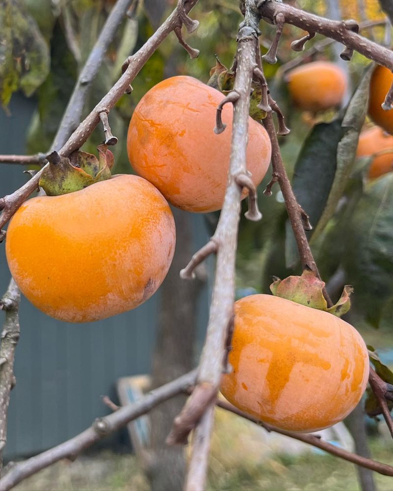 Persimmon (Non-Asian Varieties)