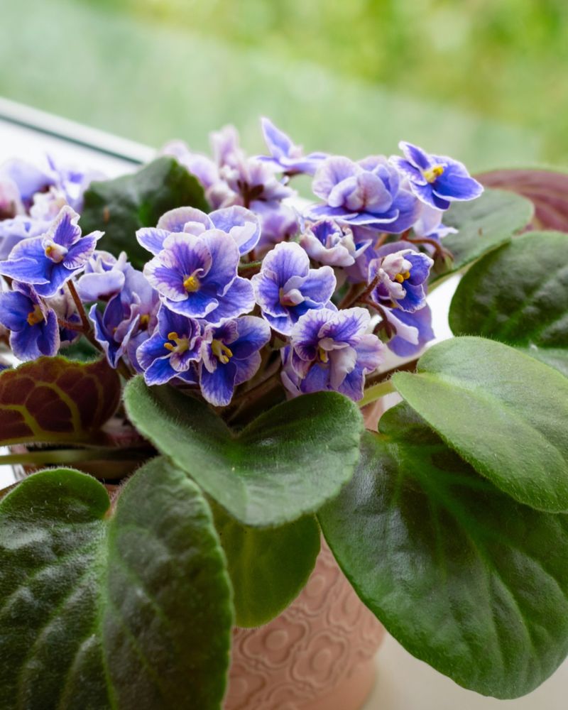 African Violet