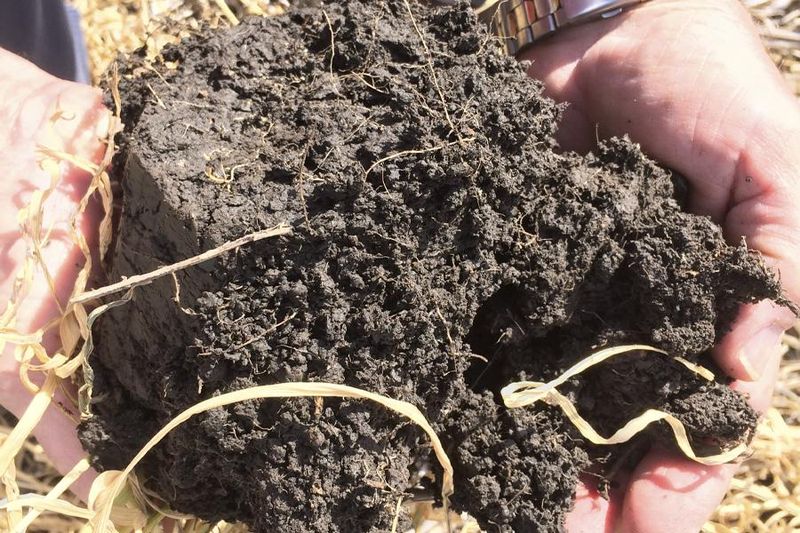 Compacted Growing Medium