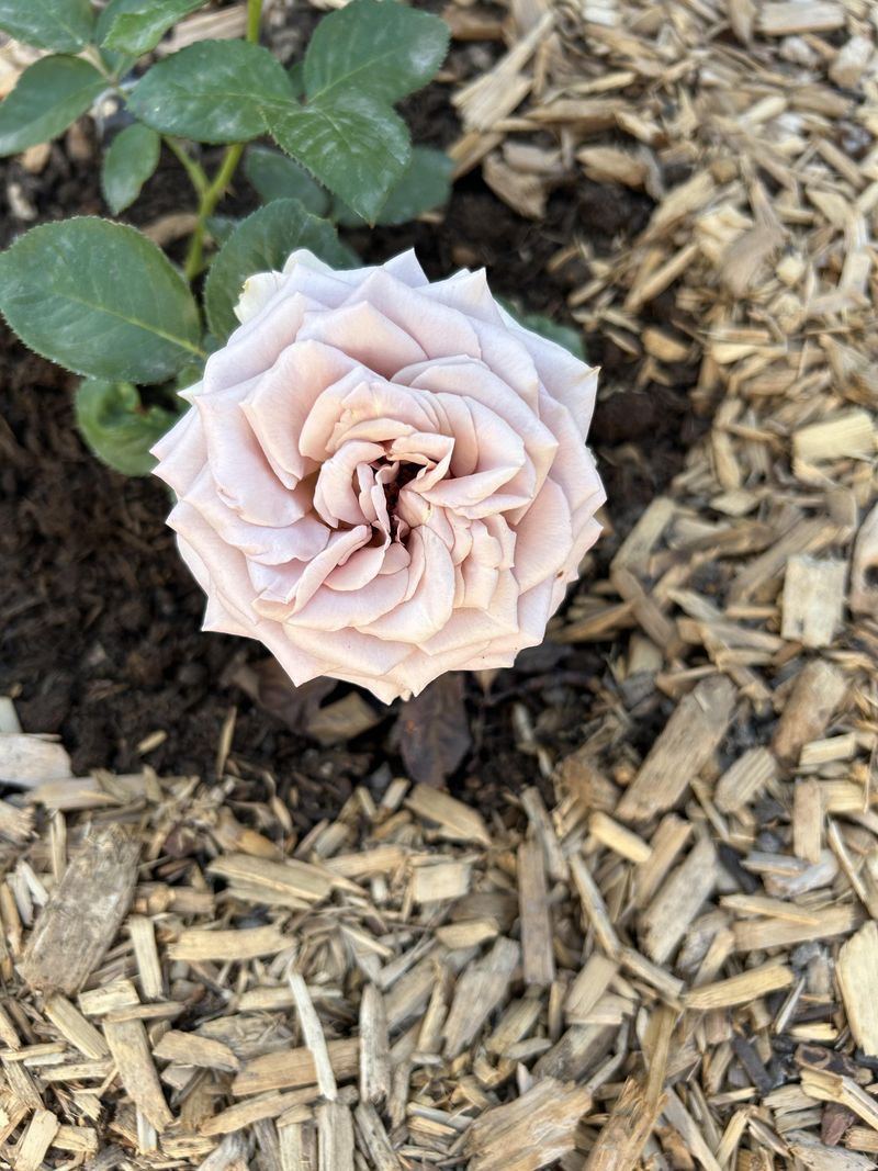 Roses Wilt When Clay-Bound