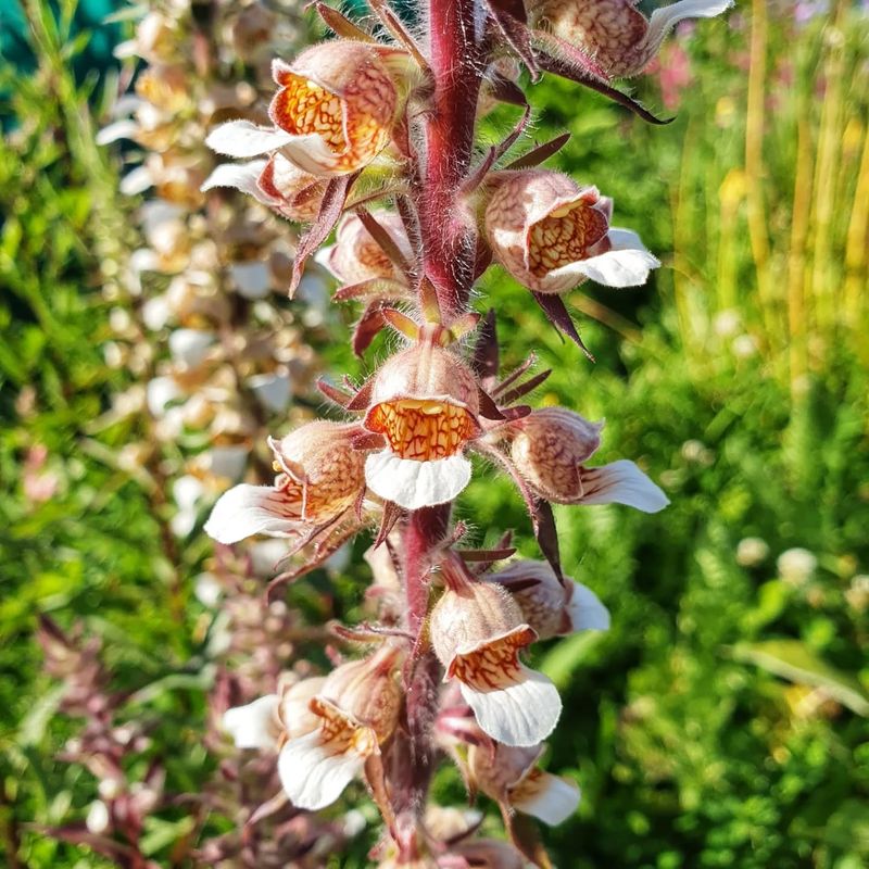 Grecian Foxglove: The Heart-Stopper