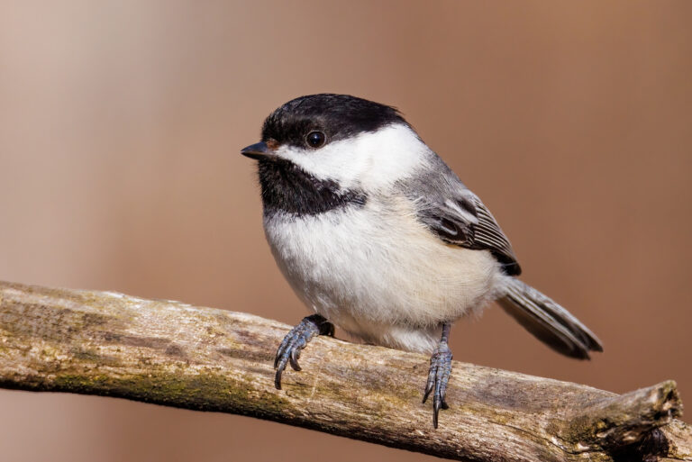 Black-capped chickadee (featured image)