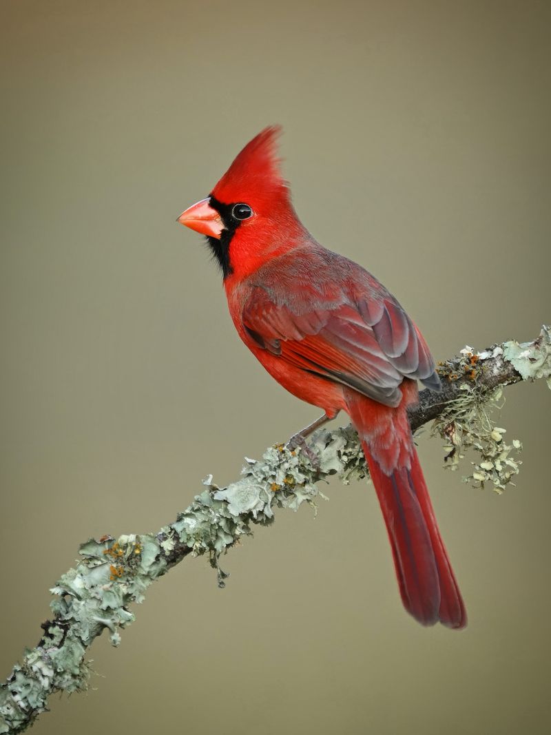 Northern Cardinal