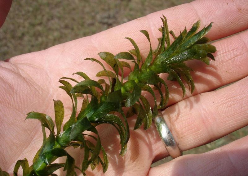 Brazilian Elodea: The Aquarium Escape Artist