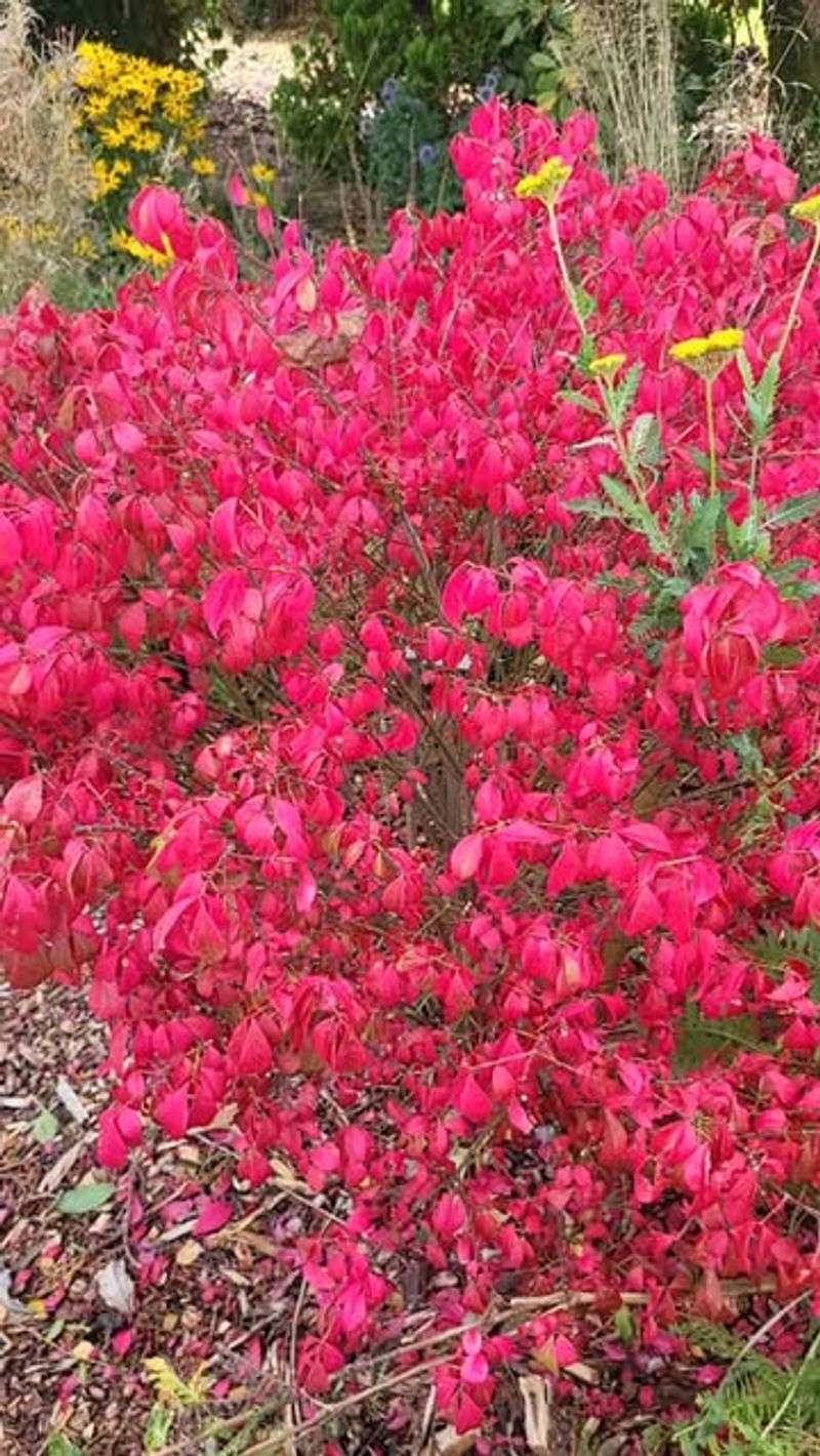 Winged Burning Bush