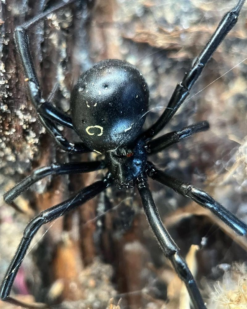 Southern Black Widow