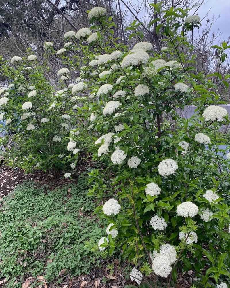 Rusty Blackhaw Viburnum