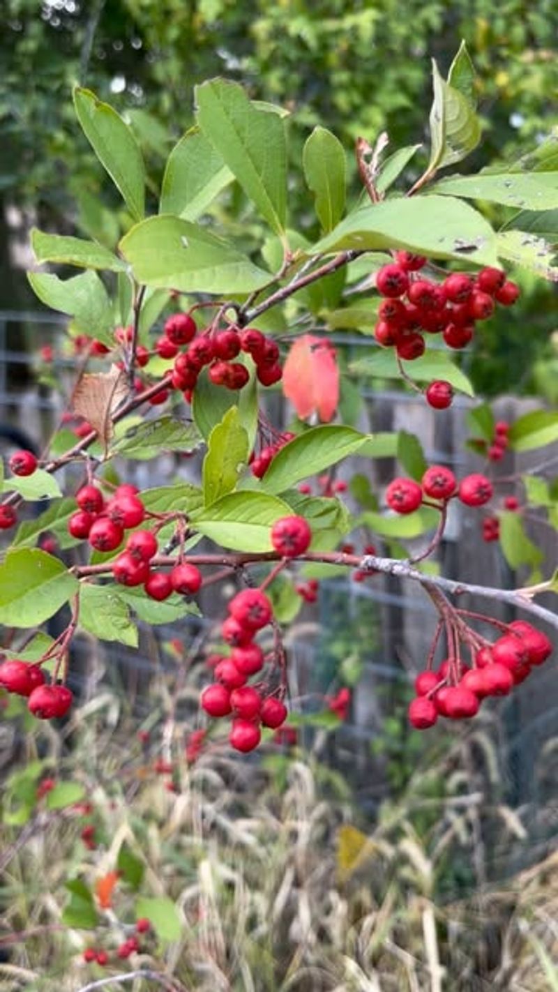 Red Chokeberry