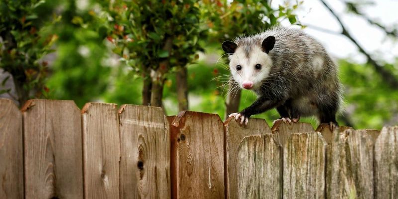 Know Ohio's Wildlife Protection Laws