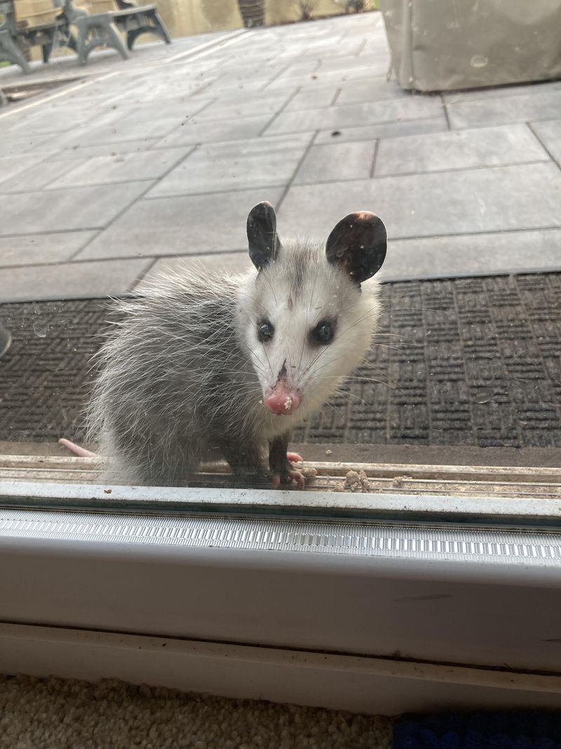 They Rarely Carry Rabies