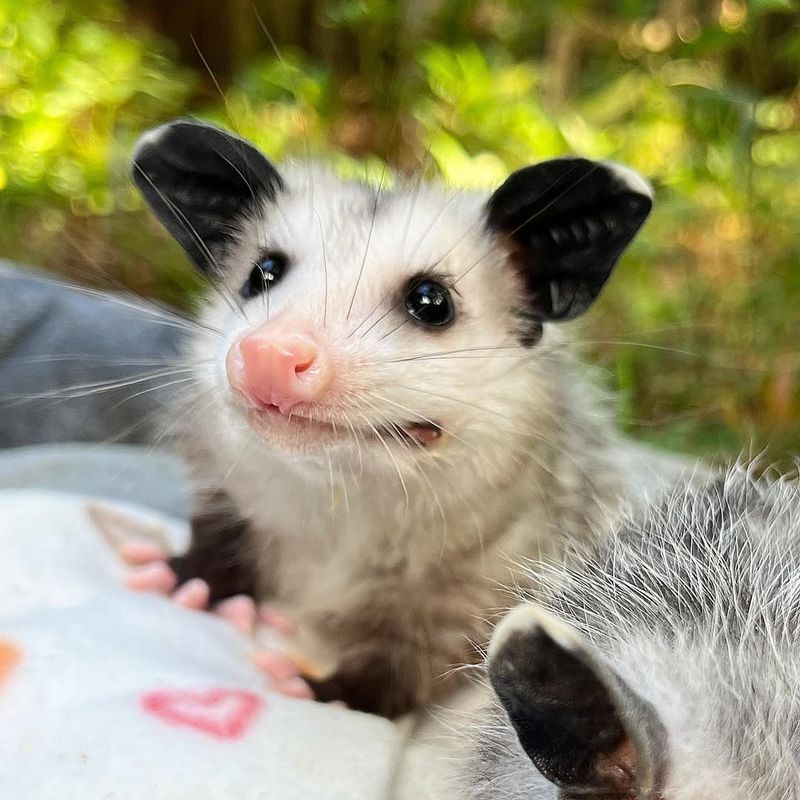 They Rarely Carry Rabies