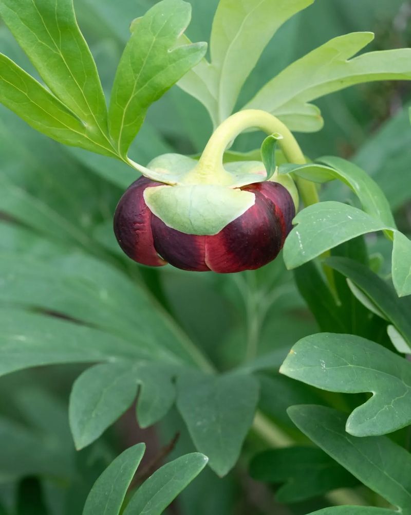 California-Specific Considerations For Peony Success