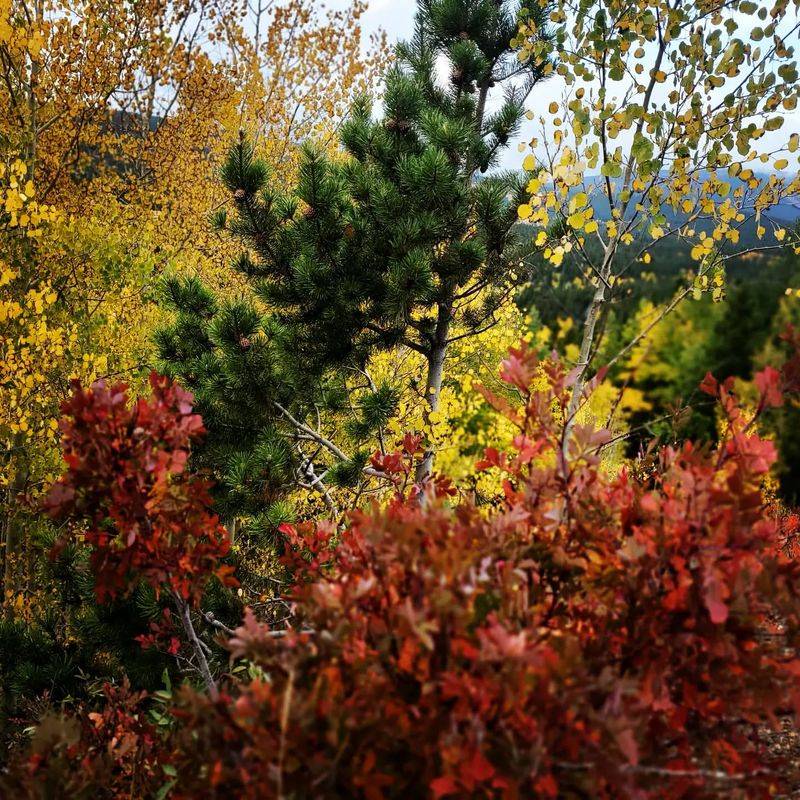 Natural Senescence