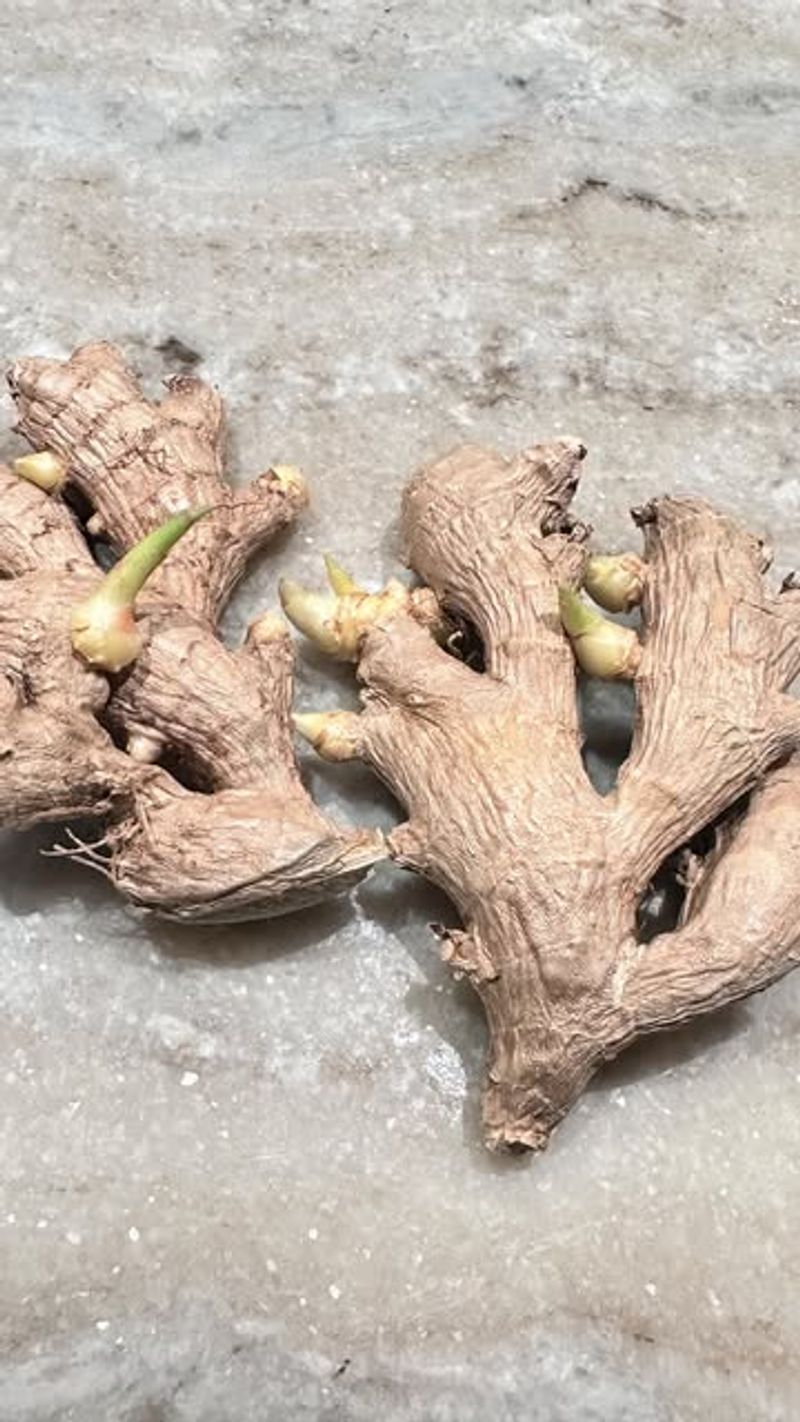 Ginger's Surprising Indoor Potential