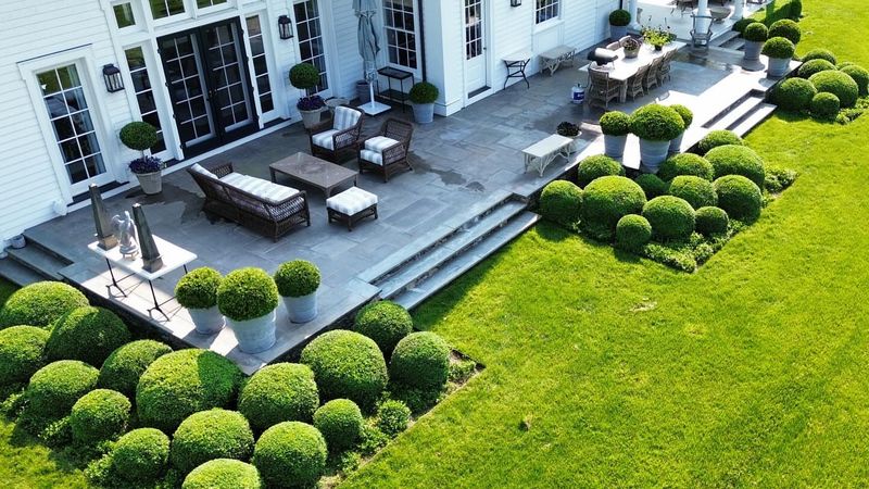 Celtic Knot Hedges