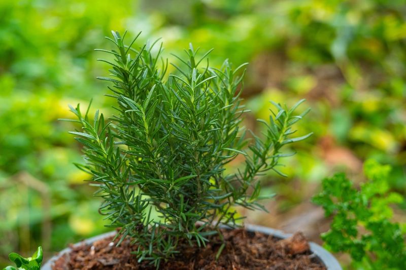 Rosemary: Desert Dweller Mismatch