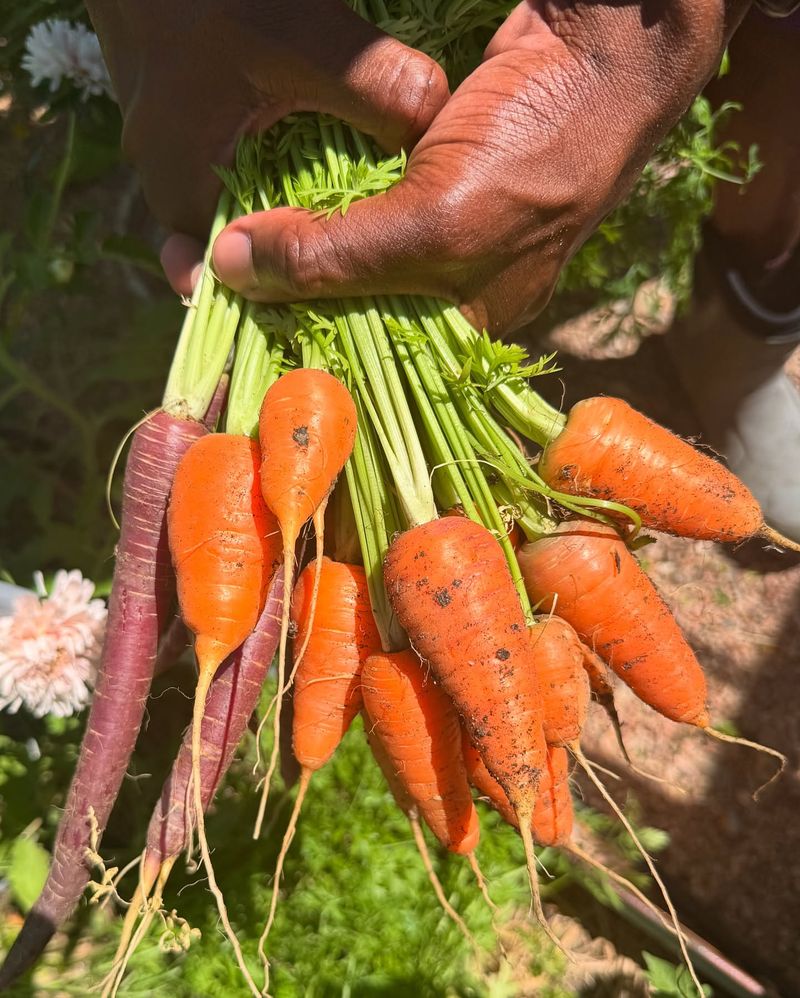 Carrots: Sweet Root Vegetables For Winter Enjoyment