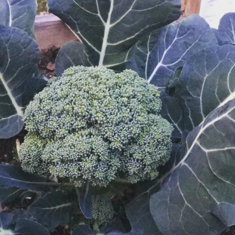 Broccoli: Cool-Season Favorite