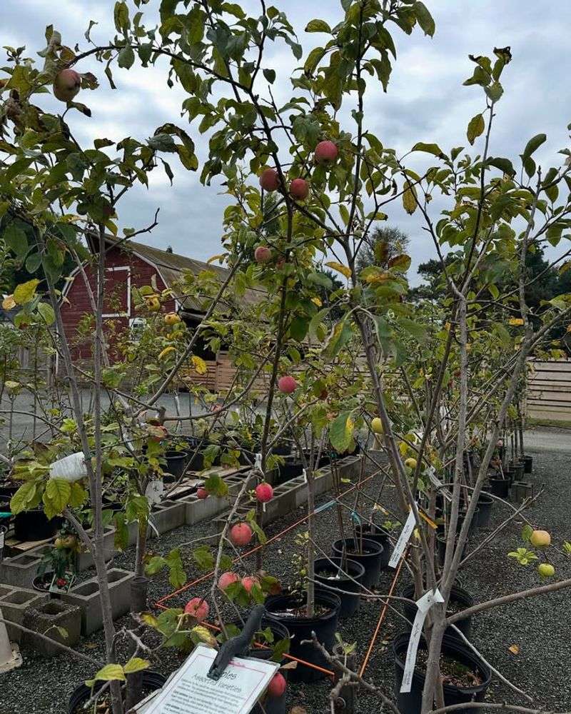 Fruit Trees