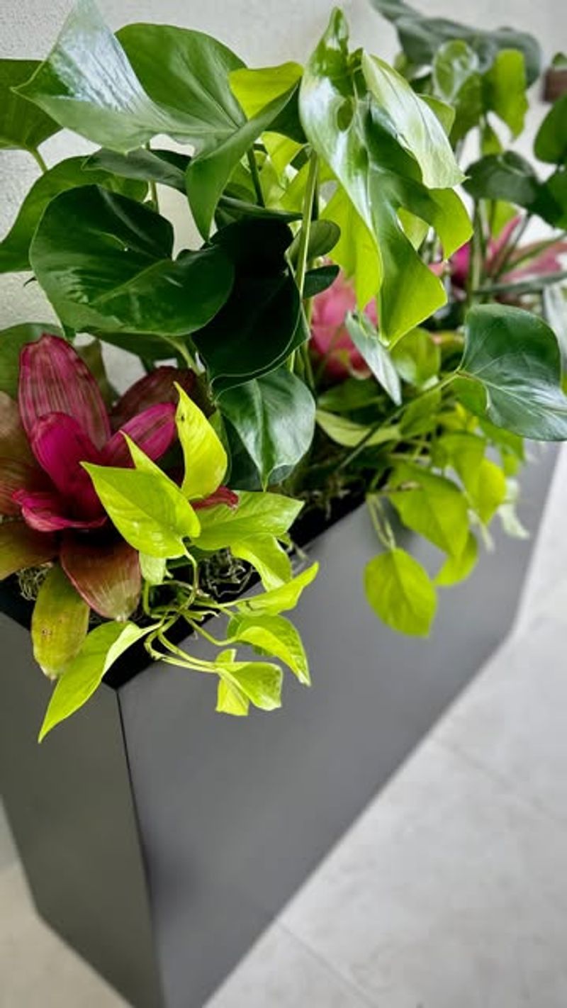 Chinese Evergreen (Aglaonema)