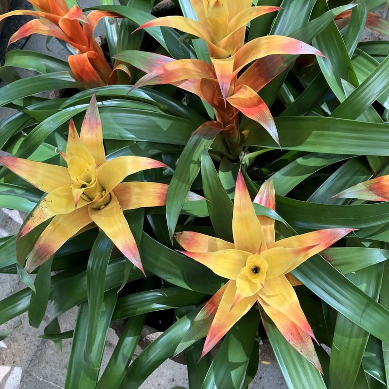 Bromeliads: Living Tropical Artwork
