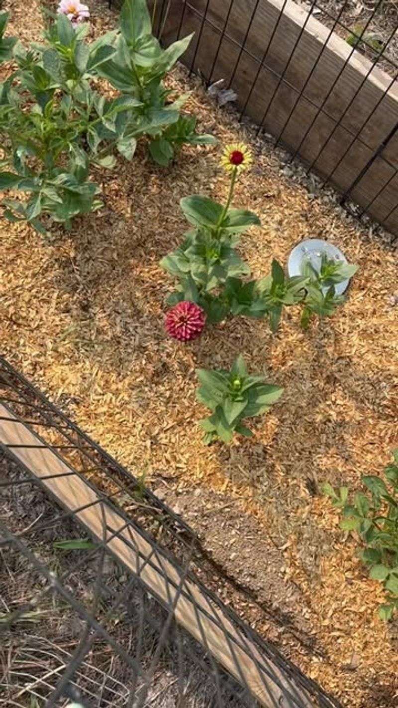 Garden Mulch